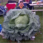 Giant Cabbage Limerick Contest