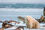 Mercury concentrations in southern Beaufort Sea polar bears: variation based on stable isotopes of carbon and nitrogen