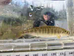 Landscape characteristics influence projected growth rates of stream‐resident juvenile salmon in the face of climate change in the Kenai River watershed, south‐central Alaska